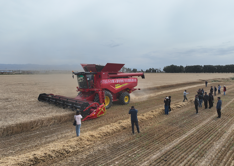 Boshiran 7850 Grain Harvester Shines at Balikun Demonstration
